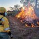 Incendio forestal