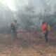 Incendios forestales