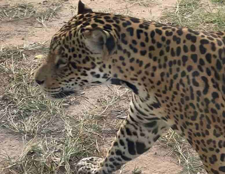 zoológico de Santa Cruz