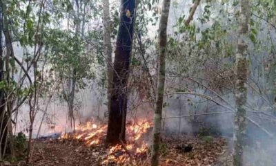 Incendios forestales