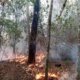 Incendios forestales