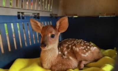 Animales afectados por el incendio