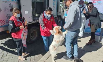 Vacunación de mascotas